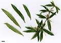 SpeciesSub: var. lanceifolia 